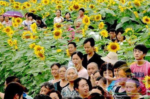 葵花朵朵向阳开