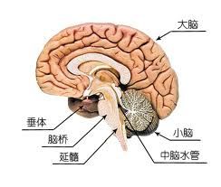 神奇的大脑手抄报内容资料及图片