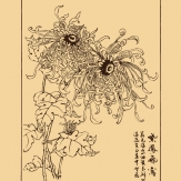 菊花简笔画素描