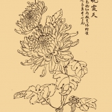 菊花简笔画图片