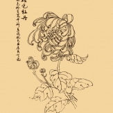 菊花简笔画图片大全