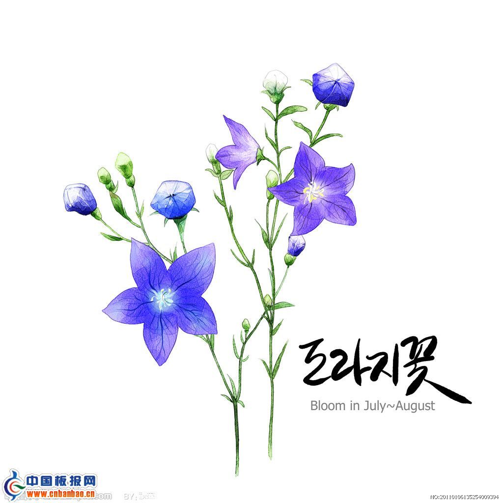 牵牛花插图2张