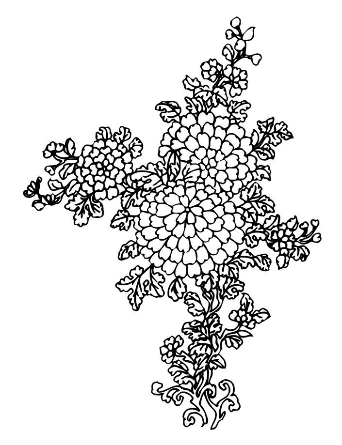 板报植物插图第4组-7.27发布