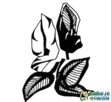 第二组花花之叶子类小插图 共五张