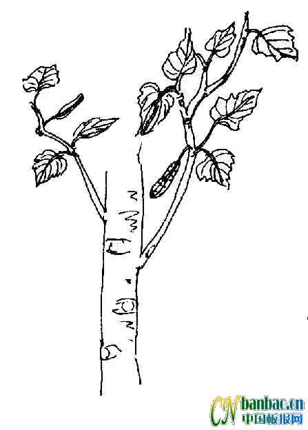 11张黑板报黑白版花朵类小插图