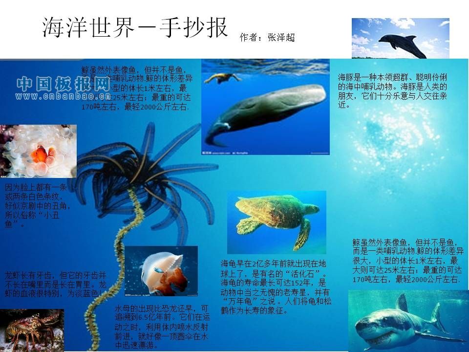 海洋世界手抄报图片