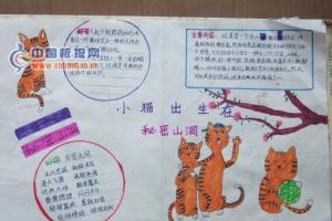 小猫出生在秘密山洞手抄报图片