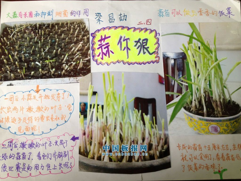 假期植物观察小报