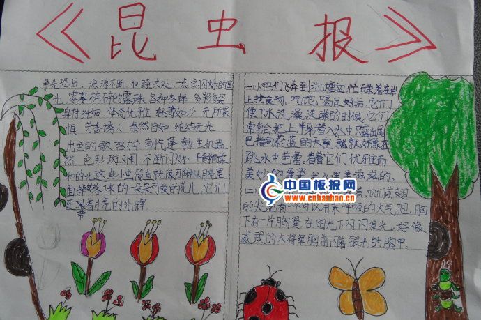 关于昆虫的手抄报图片3张