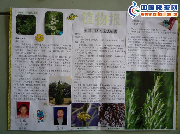 植物小报图片