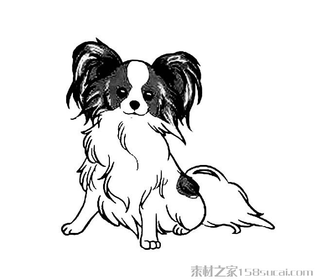 蝴蝶犬简笔画图片 蝴蝶犬怎么画