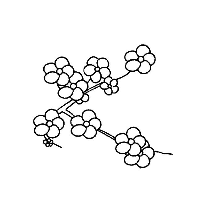 梅花植物花简笔画步骤图片大全三