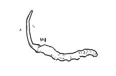 冬虫夏草简笔画_手绘冬虫夏草简笔画图片