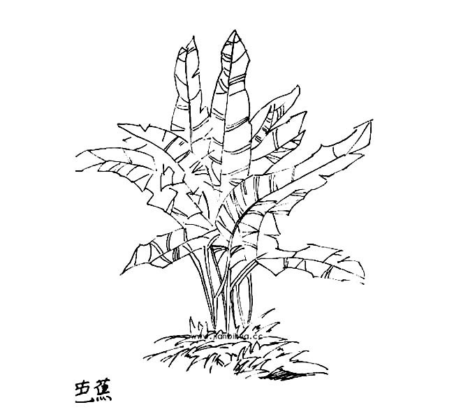 芭蕉树简笔画 一棵芭蕉树简笔画图片