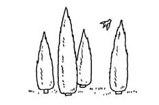 小树林植物简笔画图片 小树林怎么画