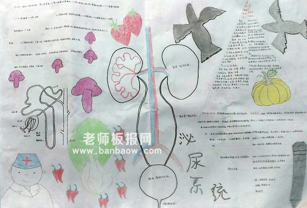 医学院泌尿系统疾病漂亮手抄报图片