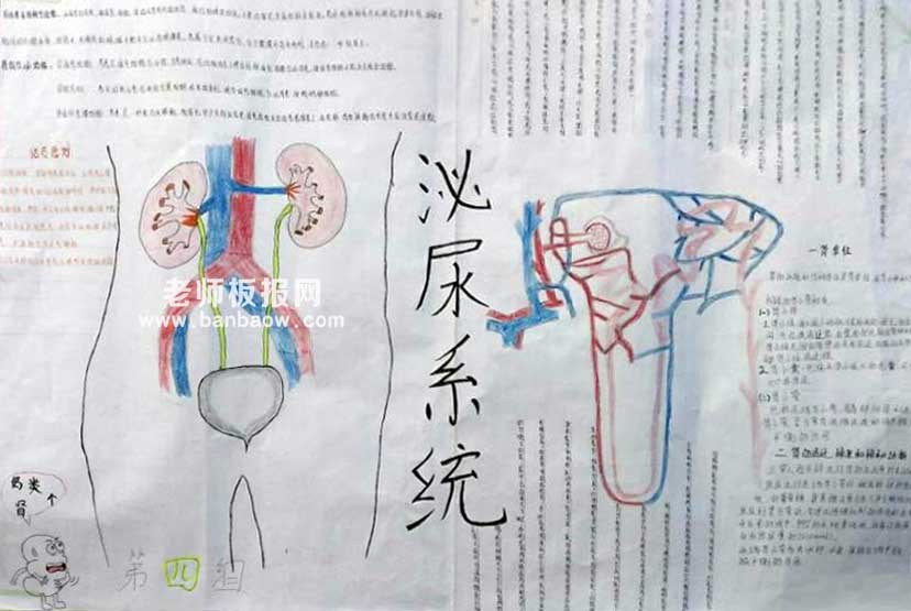 医学院泌尿系统疾病漂亮手抄报图片