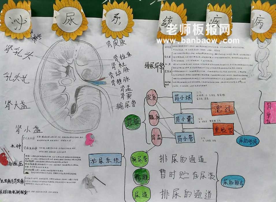 医学院泌尿系统疾病漂亮手抄报图片