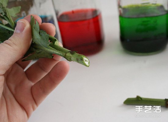 利用食用色素晕染鲜花的简单科学小制作