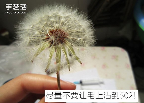 蒲公英树脂标本DIY 嵌花树脂蒲公英制作教程