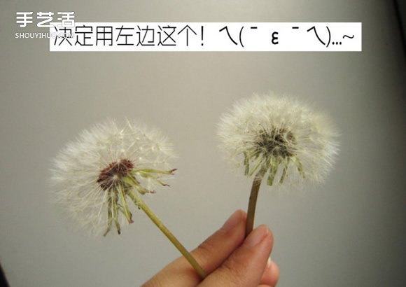 蒲公英树脂标本DIY 嵌花树脂蒲公英制作教程