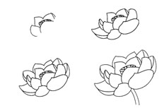 荷花简笔画步骤图片 荷花怎么画