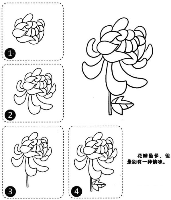 菊花简笔画图片怎么画