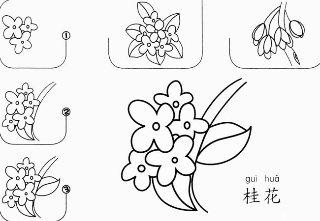 桂花简笔画