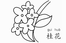 桂花简笔画图片怎么画