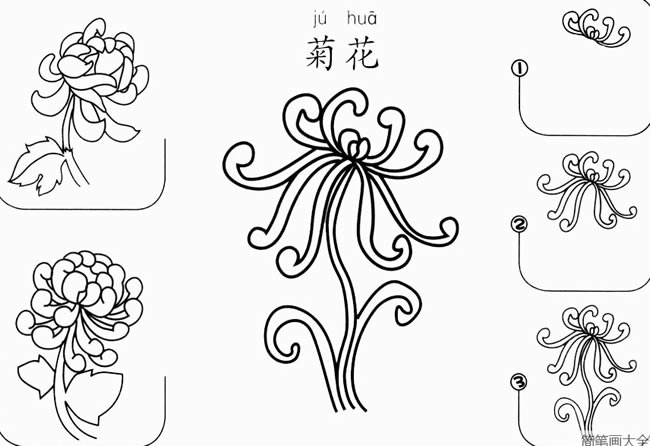 简单的菊花简笔画图片怎么画