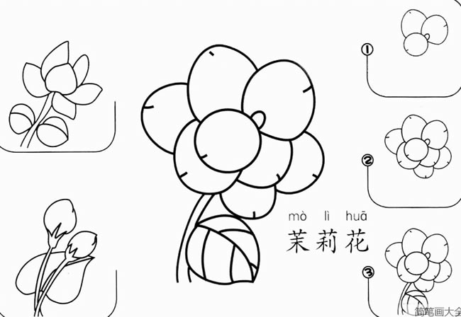 简单的茉莉花简笔画图片怎么画