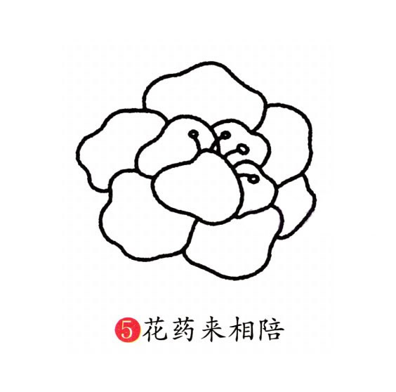 牡丹花简笔画图片 牡丹花怎么画