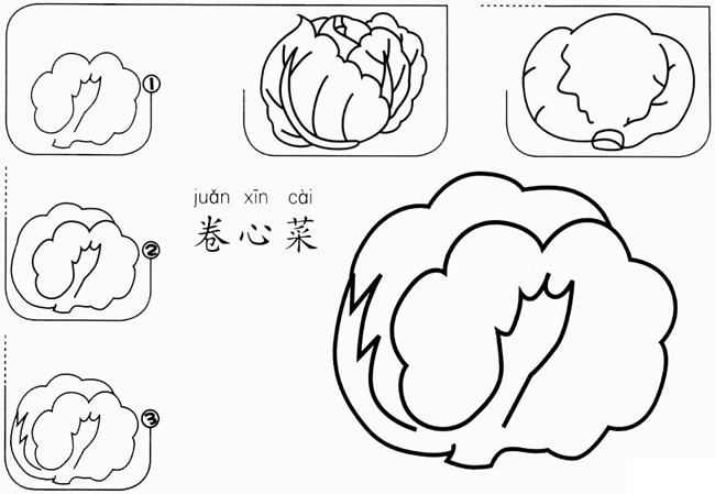 儿童卷心菜简笔画图片 儿童卷心菜怎么画