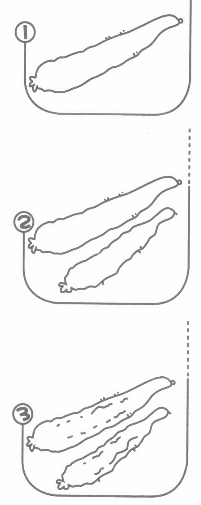 黄瓜简笔画图片 黄瓜怎么画