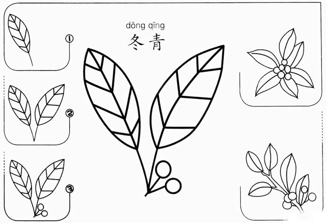 冬青草简笔画图片 冬青草怎么画