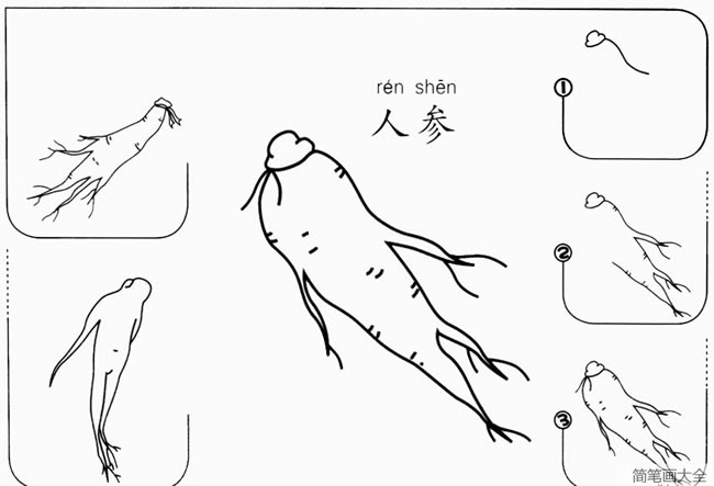 人参的简笔画图片 简单的人参怎么画