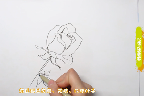 蓝色玫瑰花简笔画图片怎么画