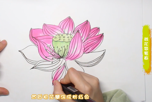 荷花简笔画图片怎么画