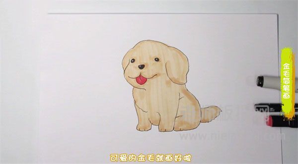 金毛犬简笔画图片 金毛犬怎么画的