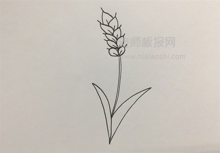 小麦简笔画图片​​​​​ 小麦的画法