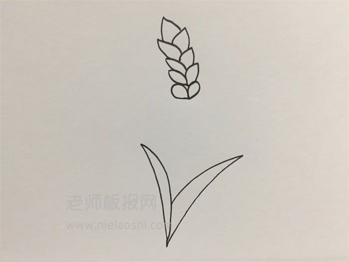 小麦简笔画图片​​​​​ 小麦的画法