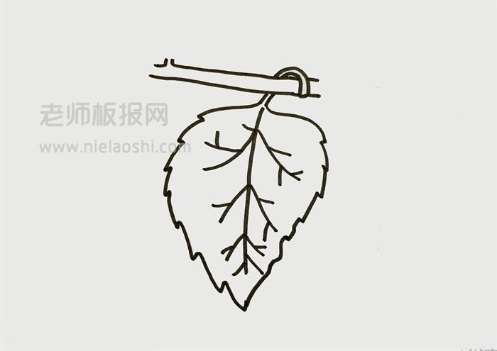 一片桑叶简笔画图片 桑叶的画法