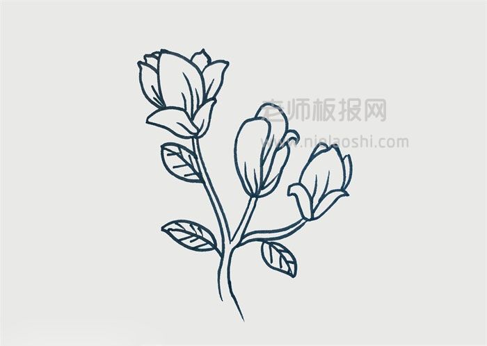 玉兰花简笔画图片 花怎么画的