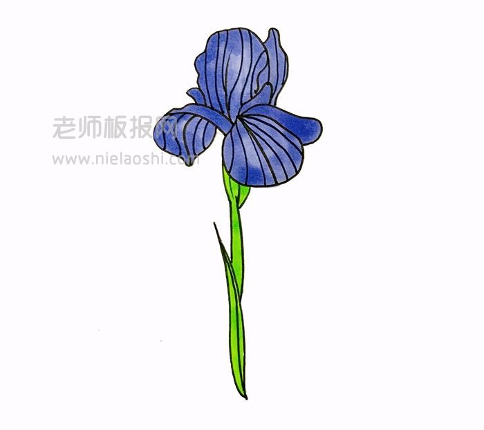 鸢尾花简笔画图片 鸢尾花怎么画的e