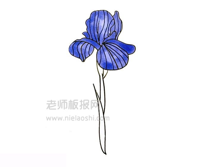 鸢尾花简笔画图片 鸢尾花怎么画的e