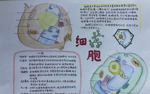 关于生物细胞手抄报图片