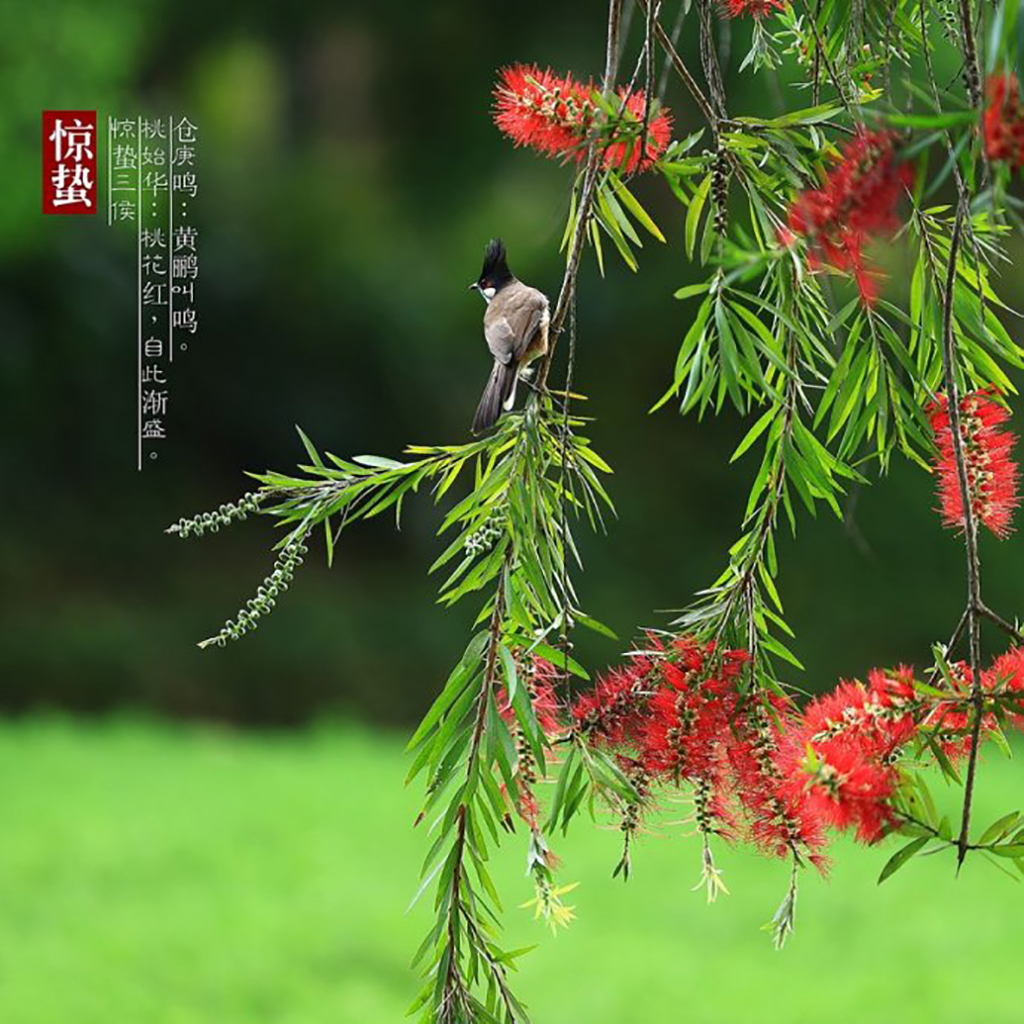 二十四节气惊蛰的含义资料内容