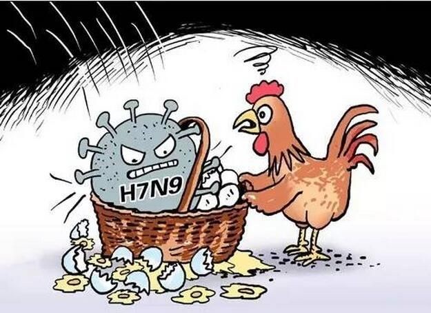 h7n9禽流感的症状和预防