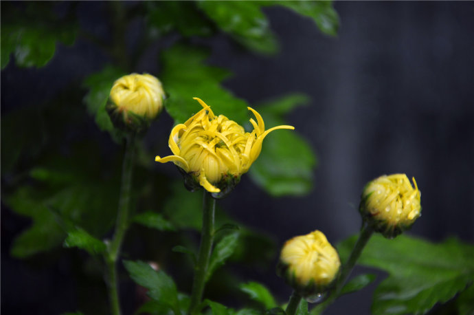 菊花的象征意义