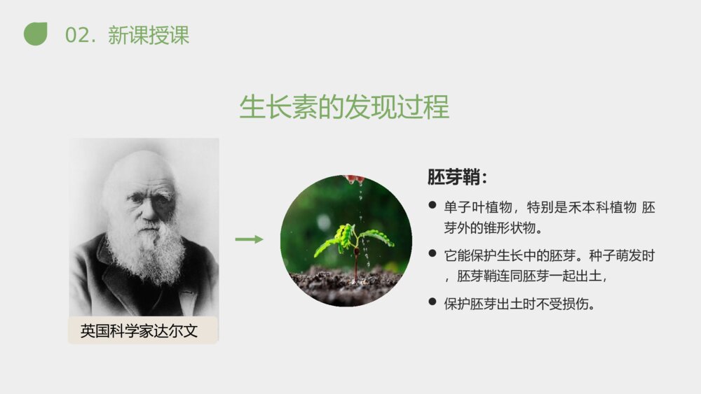 《植物生长素的发现》人教版必修三生物PPT课件7